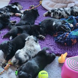 Australian Shepherd Puppies from Summit Australian Shepherds