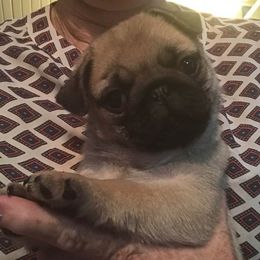 Pug Puppies from Millpond Pugs