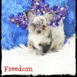 Freedom - Merle male Chihuahua puppy in Demorest, Georgia from Sourpatch Chihuahuas