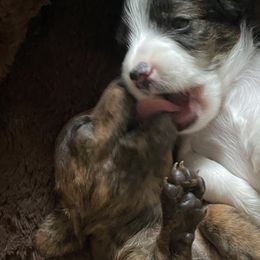 Dachshund Puppies from Bella’s Puppies