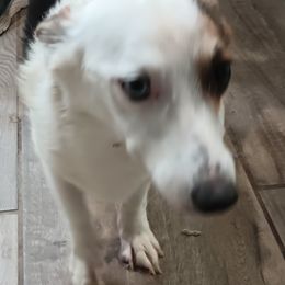 American Corgi and Pembroke Welsh Corgi All Grown Up from Angelique Brooks
