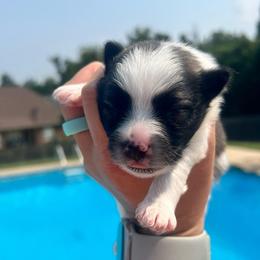 Dexter - Tri-colored male Pomeranian puppy in Hernando, Mississippi from The Pom Squad