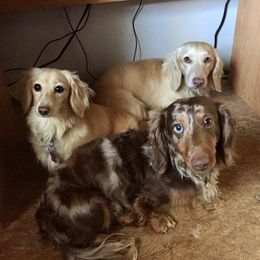 Dachshunds from Hillcrest Dachshunds