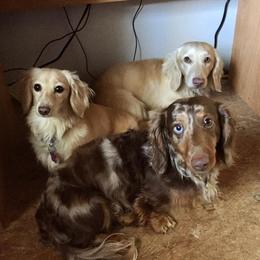 Dachshunds from Hillcrest Dachshunds