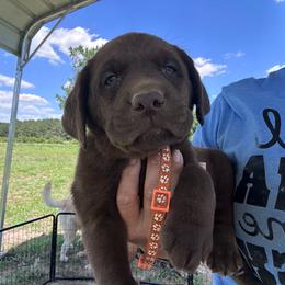 Orange - Chocolate male Labrador Retriever puppy in Newton Grove, North Carolina from Wayalife Labradors & Gsp’s