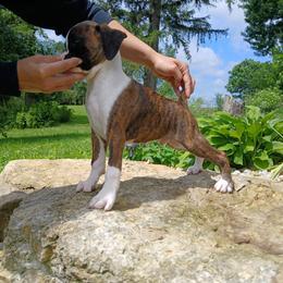 Roman - Brindle male Boxer puppy in Cannon Falls, Minnesota from Pattys Boxers and Bulldogs