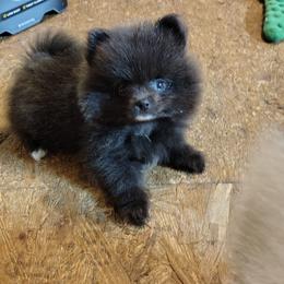 AKC limited Vera - Black parti female Pomeranian puppy in Andrews, South Carolina from Purple Diamonds Kennel