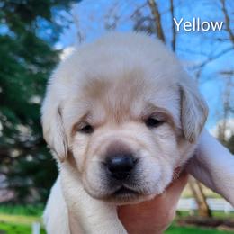 Yellow collar - Yellow female Labrador Retriever puppy in Mossyrock, Washington from White River Labradors