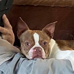 Thor - Boston Terrier