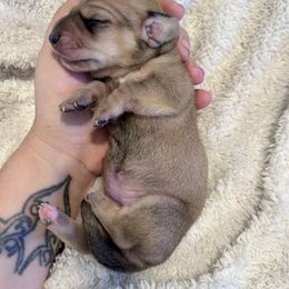 Honey - Cream female Dachshund puppy in Browns Valley, California from Hidden Oaks Dachshunds