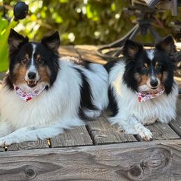 Heaven and Sonny - White black and tan female Shetland Sheepdog puppy in Lindon, Utah from Sensational Shelties