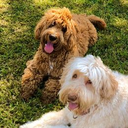 Australian Labradoodles from Cottonwood Labradoodles