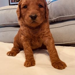 Goldendoodle Puppies from Doodles by Dana