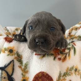Mickey - Gray male Cane Corso puppy in Jacksonville, North Carolina from Cor Dei Cane Corso