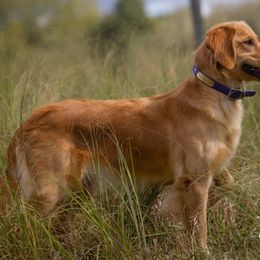 Poppy - Golden Retriever