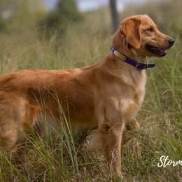 Poppy - Golden Retriever