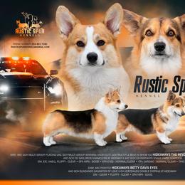 Pembroke Welsh Corgi puppies from Rustic Spur Kennel