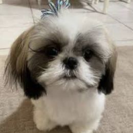 Kota - Shih Tzu