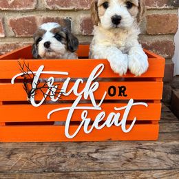 Cavapoo, Cockapoo, Goldendoodle, and Poodle Puppies from Lipscomb Doodles