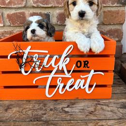 Cavapoo, Cockapoo, Goldendoodle, and Poodle Puppies from Lipscomb Doodles