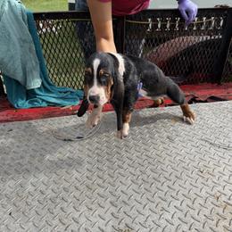 Basset Hound All Grown Up from Donald Swafford