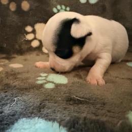 Anna (runt) - Black and white female Chihuahua puppy in Seneca, Missouri from Stephanie’s Puppy Colony