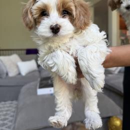 Cavapoo Puppies from Rosie’s Pups