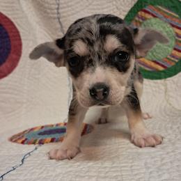 Iris - Blue merle female Chihuahua puppy in Branford, Florida from Mbjs Doxies and chihuahuas
