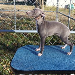 "Shengli Giorgio" Italian Greyhound All Grown Up from Shengli IGs