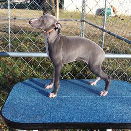 "Shengli Giorgio" Italian Greyhound All Grown Up from Shengli IGs
