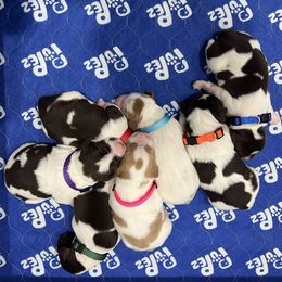 Brittany Puppies from Bull Creek Kennels