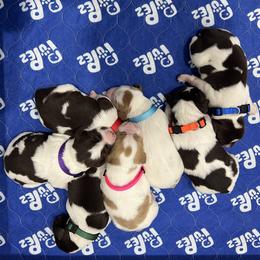 Brittany Puppies from Bull Creek Kennels