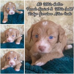 Alabaster - female Australian Mountain Doodle puppy in Port Orchard, Washington from Yukon Harbor Doodles