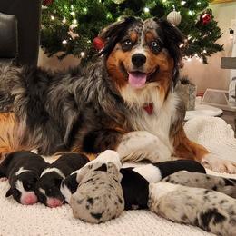 Australian Shepherd puppies from Skyview Aussies