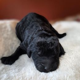 Red Bull - Black female Poodle puppy in Springfield, Oregon from Valaurah Farms