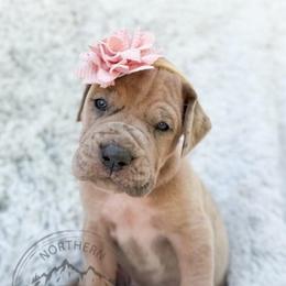 Phang - Merle female Great Dane puppy in Sac City, Iowa from Northern Great Danes of Colorado & Iowa