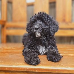 Elara - Black tri-color female Aussiedoodle puppy in Centreville, Mississippi from Trin's Designer Doodles