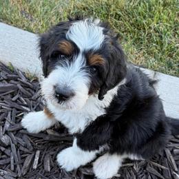 Black Collar Boy (FF, EE, Bb, SSp) - Tri-color male Bernedoodle puppy in Ogden, Utah from Salty Point Doodles