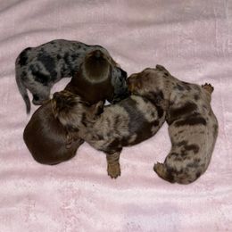 Dachshund Puppies from Parker House Dachshunds