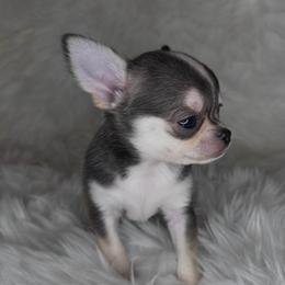 Domino Boy - Black and tan male Chihuahua puppy in Fargo, North Dakota from Wild Prairie Chihuahuas