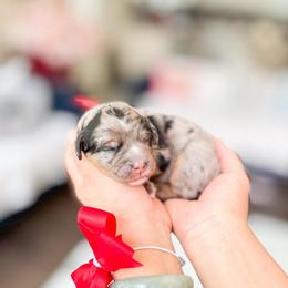 Poppy-Red - Merle female Bernedoodle puppy in Ontario, California from Teddy Doodles & Standard Poodles
