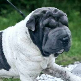 Columbina - Chinese Shar-Pei