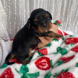 Bellamy Boy 3 - Black and tan male Cavalier King Charles Spaniel puppy in Phoenix, Arizona from Larisa's Cavaliers