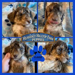 Ella's - CLAUDE - Blue Collar Boy - Brown male Poodle puppy in Charlo, Montana from Heavenly Hilltop Farm