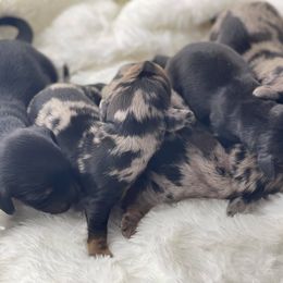 Dachshund Puppies from Hart Dachshunds