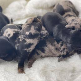Dachshund Puppies from Hart Dachshunds