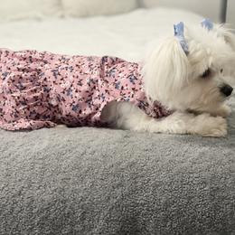 Maltese Puppies from B&O Maltese