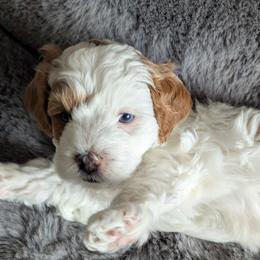 Milky Way - Blenheim male Cavapoo puppy in Albertville, Minnesota from North Star Cavapoos