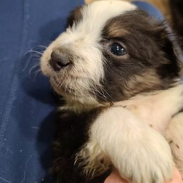 Australian Shepherd Puppies from Whitfarm Aussies
