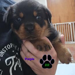 Purple - Black and mahogany female Rottweiler puppy in Tangent, Oregon from Raya's Royals